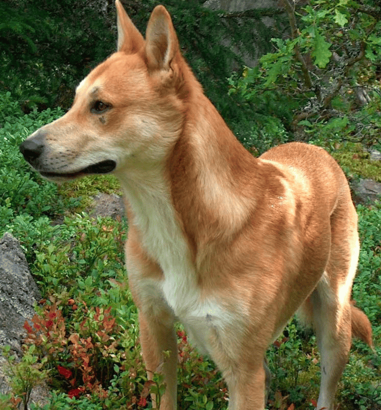 American Dingo or Carolina Dog.