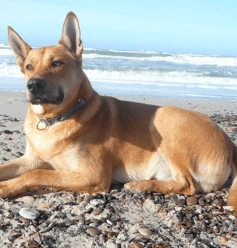 American Dingo, or Carolina Dog, by the South Caroline shoreline.