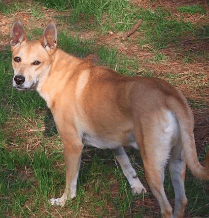 American Dingo or Carolina Dog in dry grass.