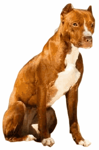 An American Pit Bull Terrier sitting down, against a white background