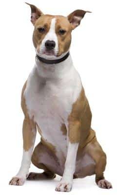 An American Staffordshire Terrier sitting down against a white background