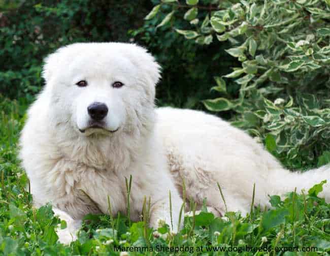 Maremma Sheepdog