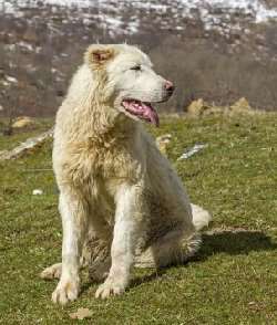 Maremma Sheepdog