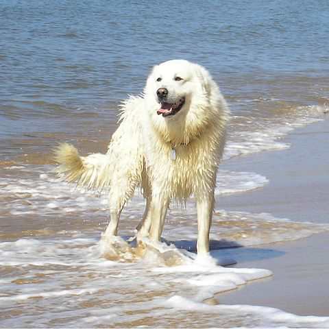 Maremma Sheepdog