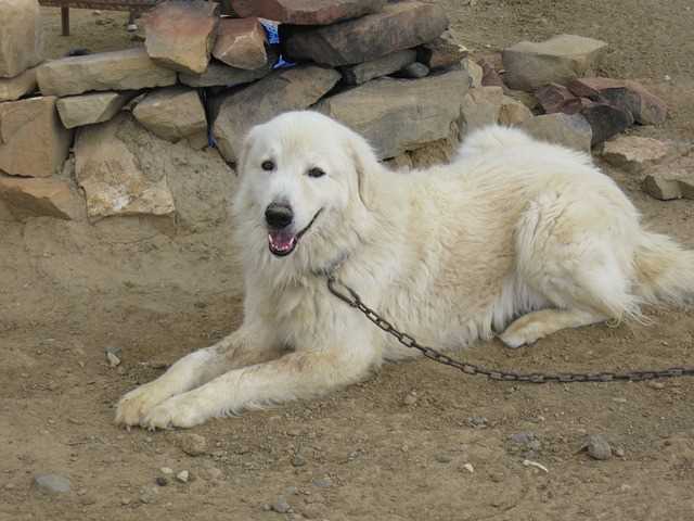 Maremma Sheepdog