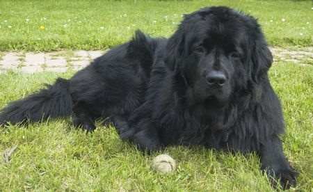 Newfoundland Dog Breed