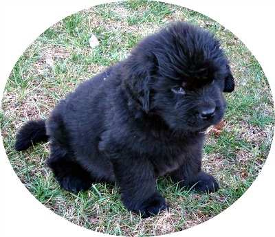 Newfoundland Puppy at 7 weeks old.