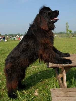 Newfoundland Dog Breed