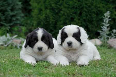 Newfoundland Dog Breed