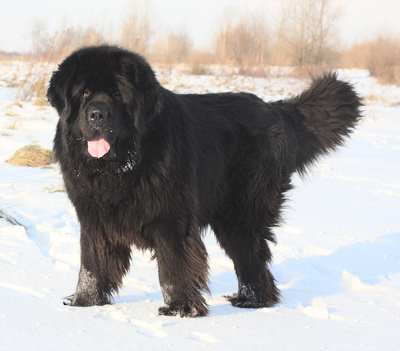 Newfoundland dog breed