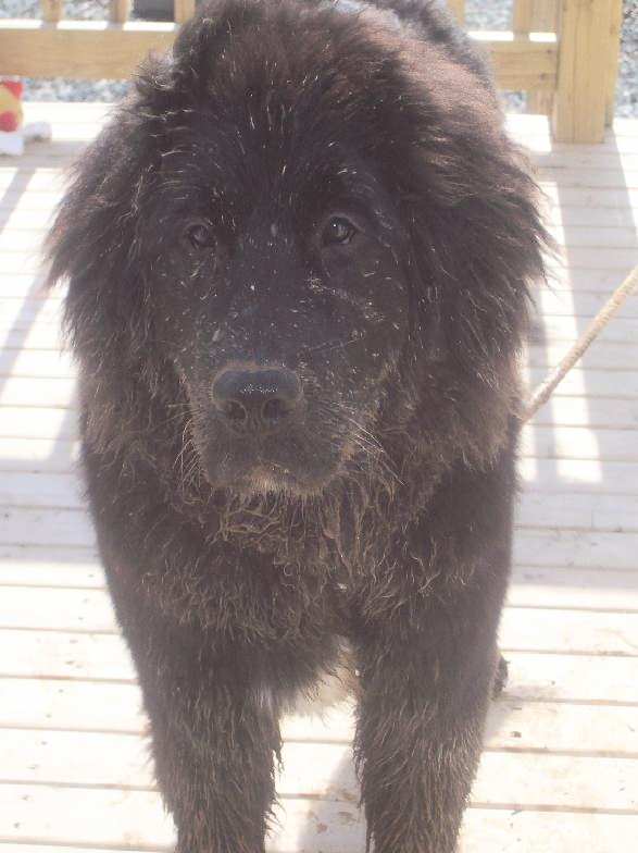 Newfoundland dog breed