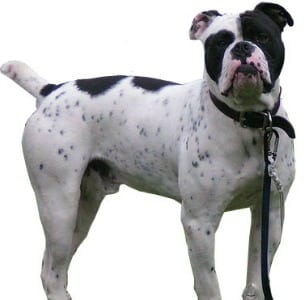 Olde English Bulldogge