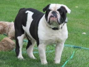 Olde English Bulldogge standing on grass in a field.