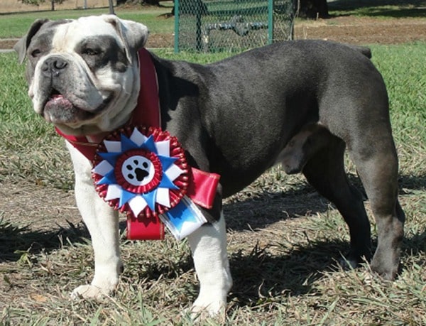 Olde English Bulldogge with a show ribbon, standing outdoors in the sun