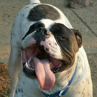 olde english bulldogge with his tongue out, close to the camera.