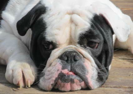 olde english bulldogge head close up, lying on a wooden deck