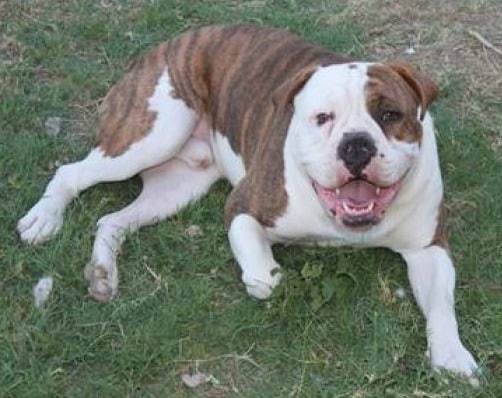 olde english bulldogge lying down on grass, looking up at the camera.