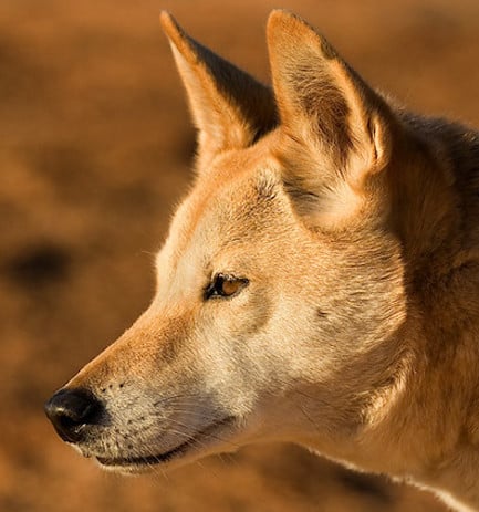 Close-up head shot of an Australian Dingo