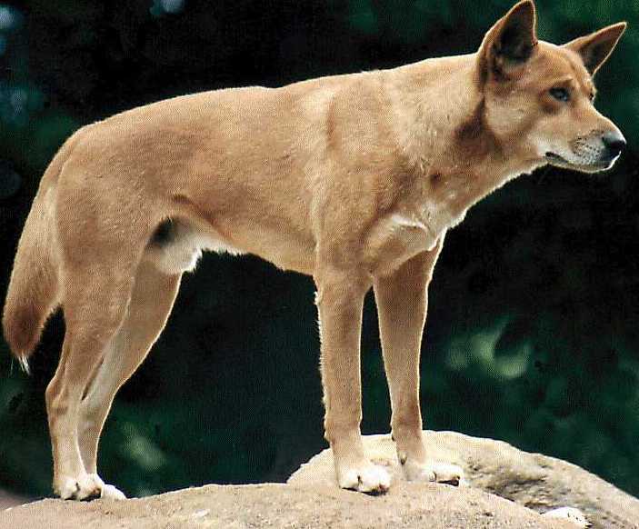 An Australian Dingo standing on a rock looking into the distance