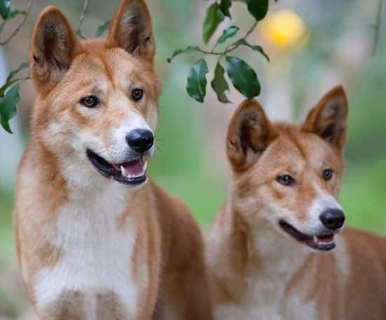 Two Australian Dingoes with white chests standing under a lemon tree, looking at the camera