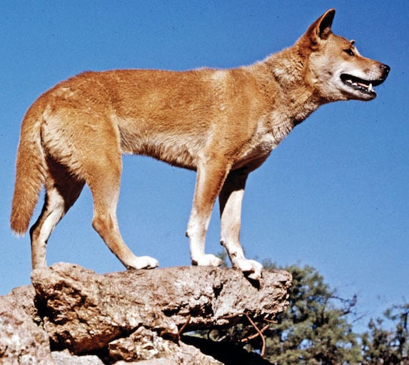 An Australian Dingo standing on a rock above, with blue sky behind