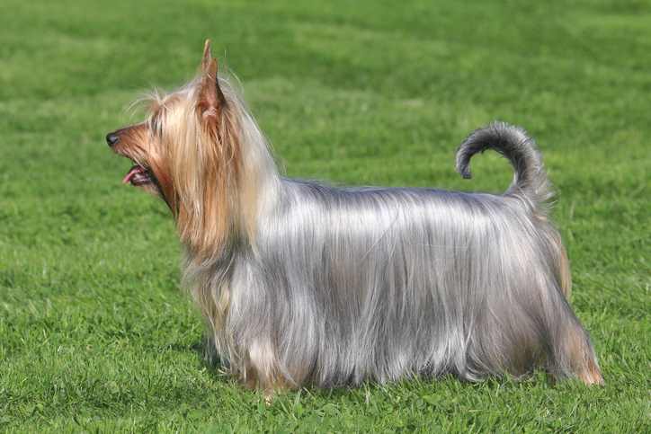 Typical  Australian Silky Terrier  in the spring garden