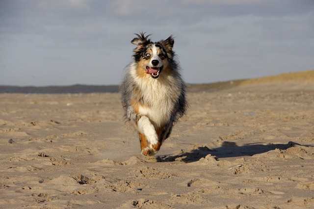 An Australian Shepherd dog running towards the camera on a sandy beach