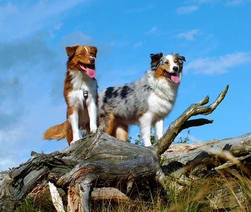 Two Australian Shepherd dogs standing on broken logs