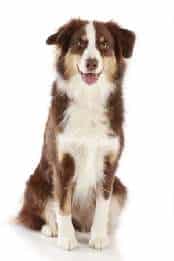 An Australian Shepherd dog sitting down in a white studio, looking at the camera