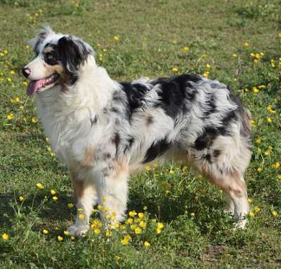 A black and white Australian Shepherd dog standing in a grassy field with yellow flowers