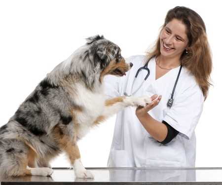 A lady veterinarian with an Australian Shepherd on the table, shaking paws