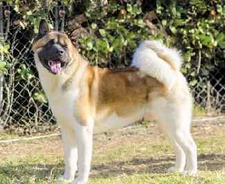 An American Akita standing in a garden in the sun