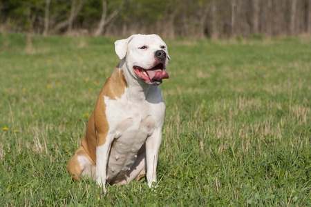 An American Bulldog sitting down in a grass field