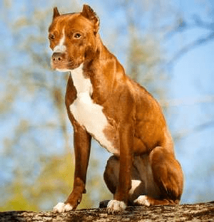 An American Pit Bull Terrier sitting down 0n a log with blue sky behind