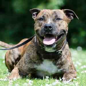 An American Staffordshire Terrier lying down, close up to the camera