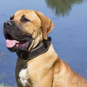 An African Boerboel dog sitting down in front of a blue water lake