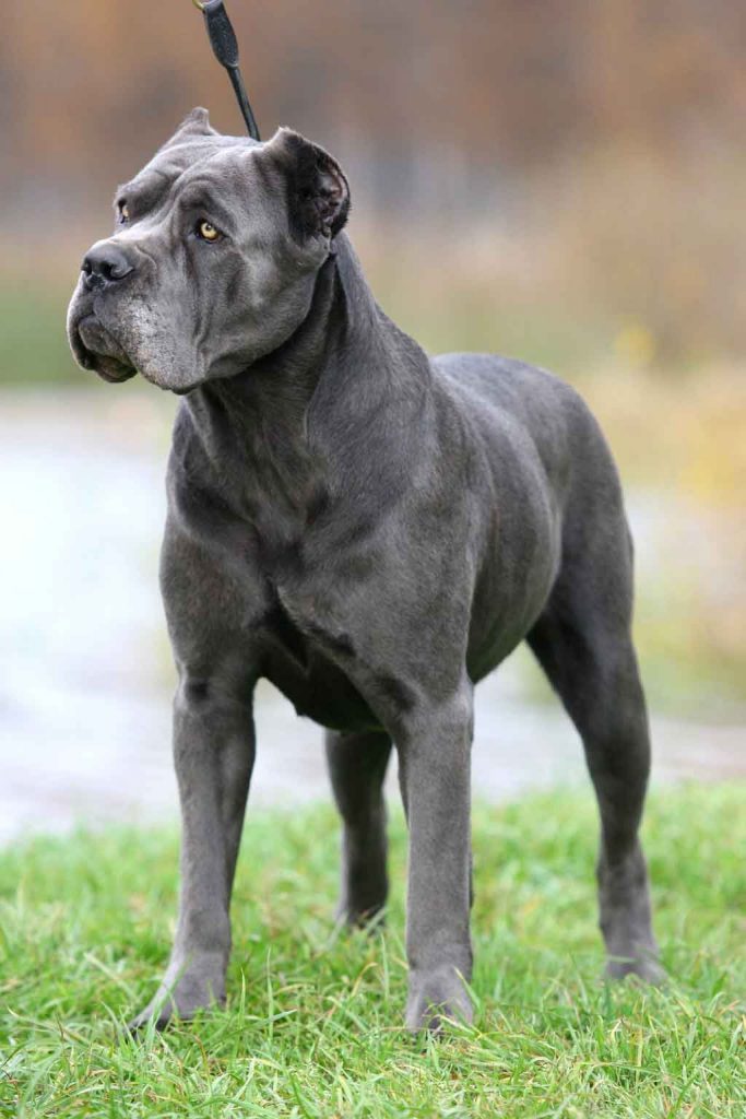 A black Cane Corso dog with cropped ears standing outdoors