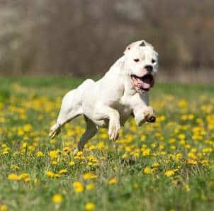 A white Dogo Argentino dog running across a field of yellow flowers