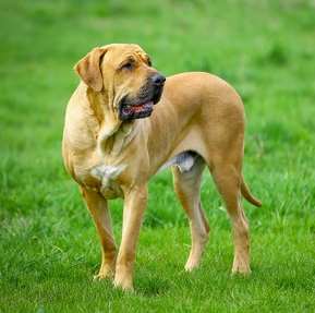 A Fila Brasileiro dog standing in a grassy field