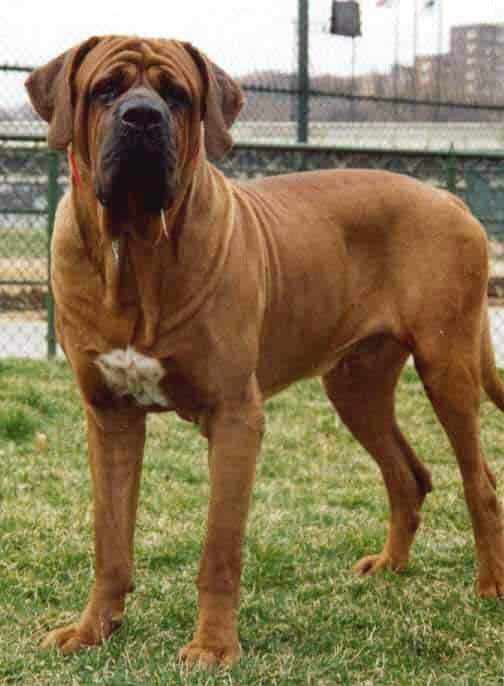 A big Japanese Tosa dog standing outdoors, looking at the camera.