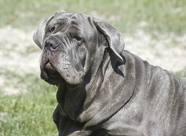 A black Neapolitan mastiff dog close up.