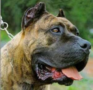 The head of a Perro de Presa Canario dog in close up.