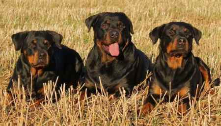 Three Rottweiler dogs lying down in a field of straw, facing the camera