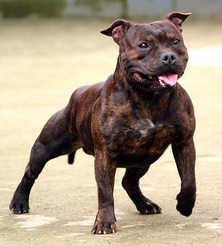 A muscular Staffordshire Bull Terrier with cropped ears standing facing the camera