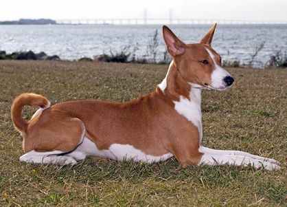 Red and White Basenji Dog lying down with his head up, on grass beside the sea