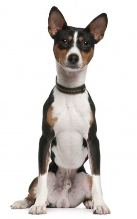 A young Basenji dog sitting down in a studio looking directly at the camera