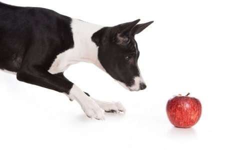 A black and white Basenji playing with an apple