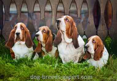 Four Basset Hounds sitting down behind some green ferns for a photo session