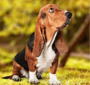 A Basset Hound sitting down outdoors in a woodland setting