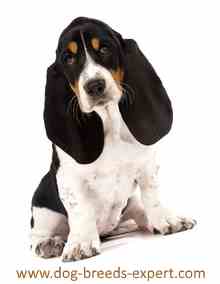 A Basset Hound Puppy with black ears sitting down indoors